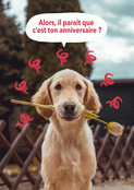 Un chien espi&egrave;gle pour un anniversaire joyeux